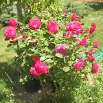 Le Rose Alojamento de Turismo Rural *