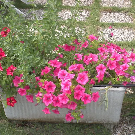 Séjour à la ferme Le Rose