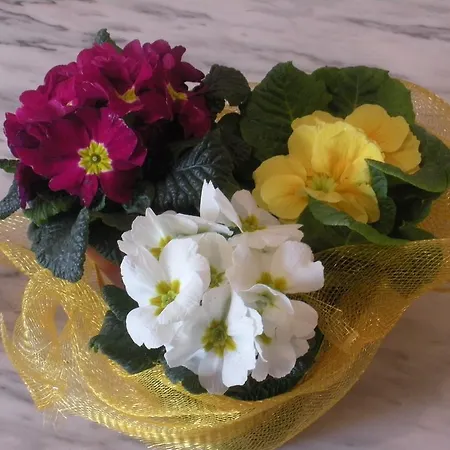 Bauernhof Le Rose Castiglione del Lago