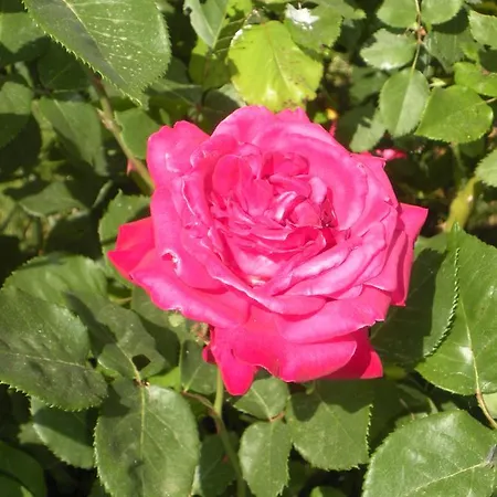 Le Rose * Castiglione del Lago