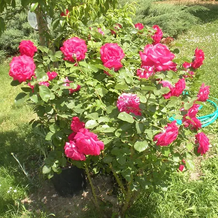 Le Rose Séjour à la ferme *