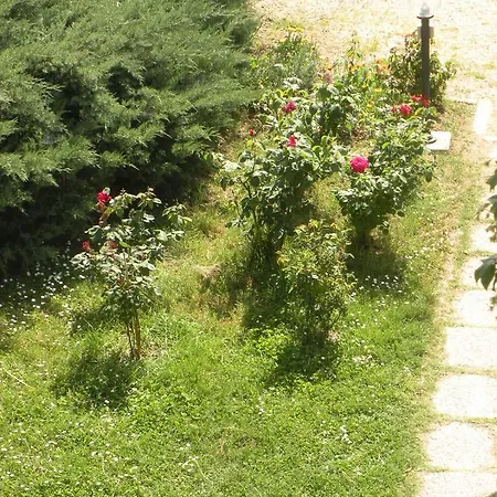 Le Rose