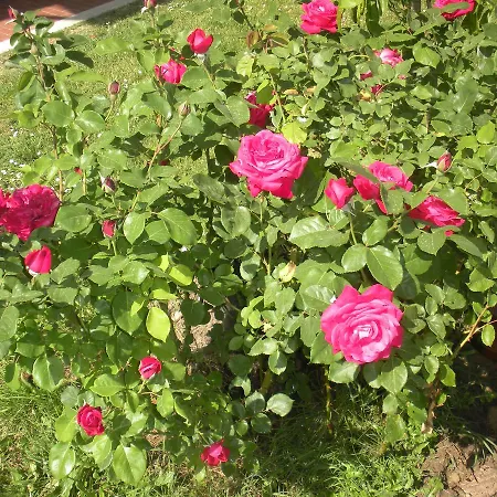 Le Rose Bauernhof Castiglione del Lago