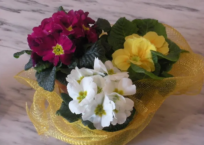 Alojamento de Turismo Rural Le Rose Castiglione del Lago